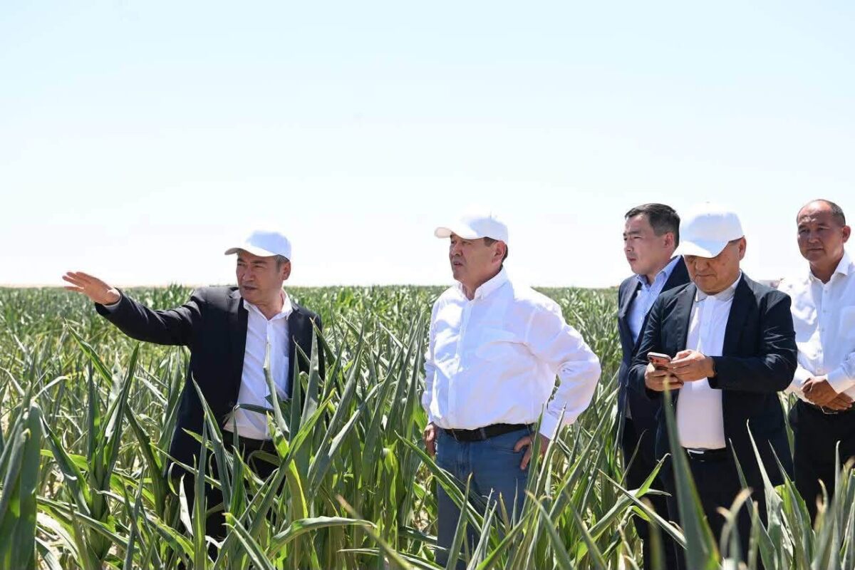 Жалағашта «Harvest Agro» компаниясы агроөнеркәсіптік жобаны жүзеге асыруда