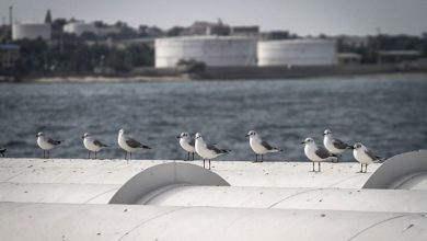 Photo of Иран Трамппен келісу үшін мұнай-газ саласына инвестиция салмақшы