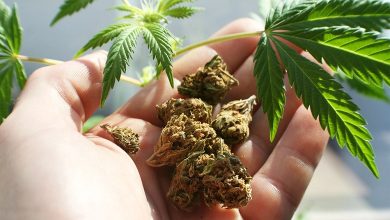 Photo of Тұман (ертегі)