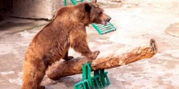 Әйел кішкентай қызын зообақтағы аюға лақтырып жіберді