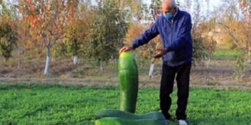 Түрікменстанда Гиннес кітабына кіретін қияр өсірілді