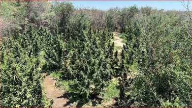 Photo of Қызылорда облысында ірі есірткі алқабы жойылды (видео)