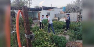 Қызылорда облысында есірткі өсіруді кәсіп еткен 23 адам қолға түсті