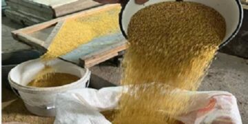 Тары түйіп, сөк салып, талқан тартқан ақжарылқап ауыл