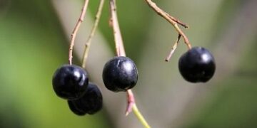 Ағзадағы ковидті 5 минутта жоятын сусындар табылды