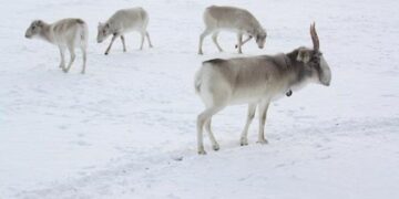 Қызылордада ақбөкен атқандар қолға түсті