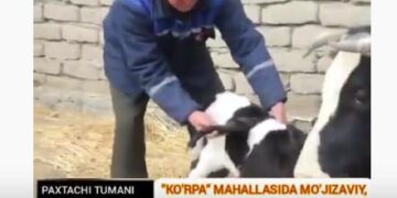 Өзбекстанда қанаты бар бұзау өмірге келді (видео)