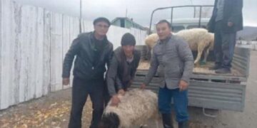 Тыва билігі әскерге алынғандар отбасыларына бір-бір қойдан берді