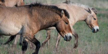 Министрлік Ұлытау облысында 1,5 мың жылқы қырылғанын мойындады